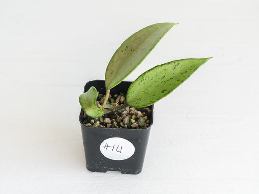 Hoya 'Snow Cui' (Silver) | 2-Inch