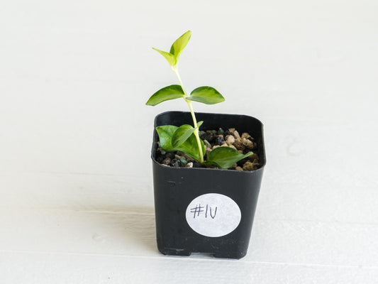 Hoya cumingiana (Inner Variegated) | 2-Inch