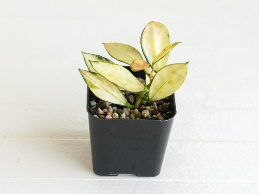 Hoya nabawanensis (Inner Variegated) | 2-Inch