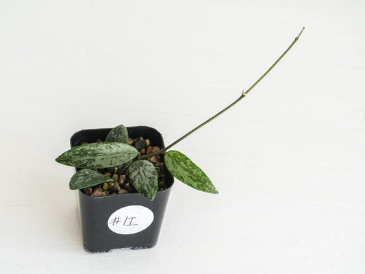 Hoya lima (Splash) | 2-Inch