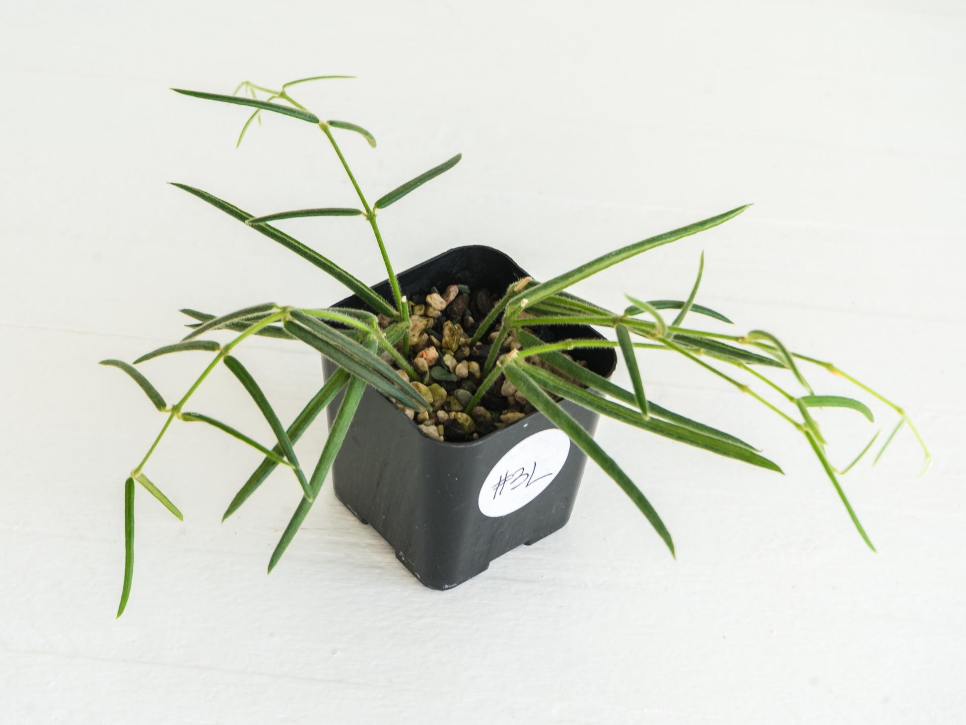 Hoya linearis | 2-Inch