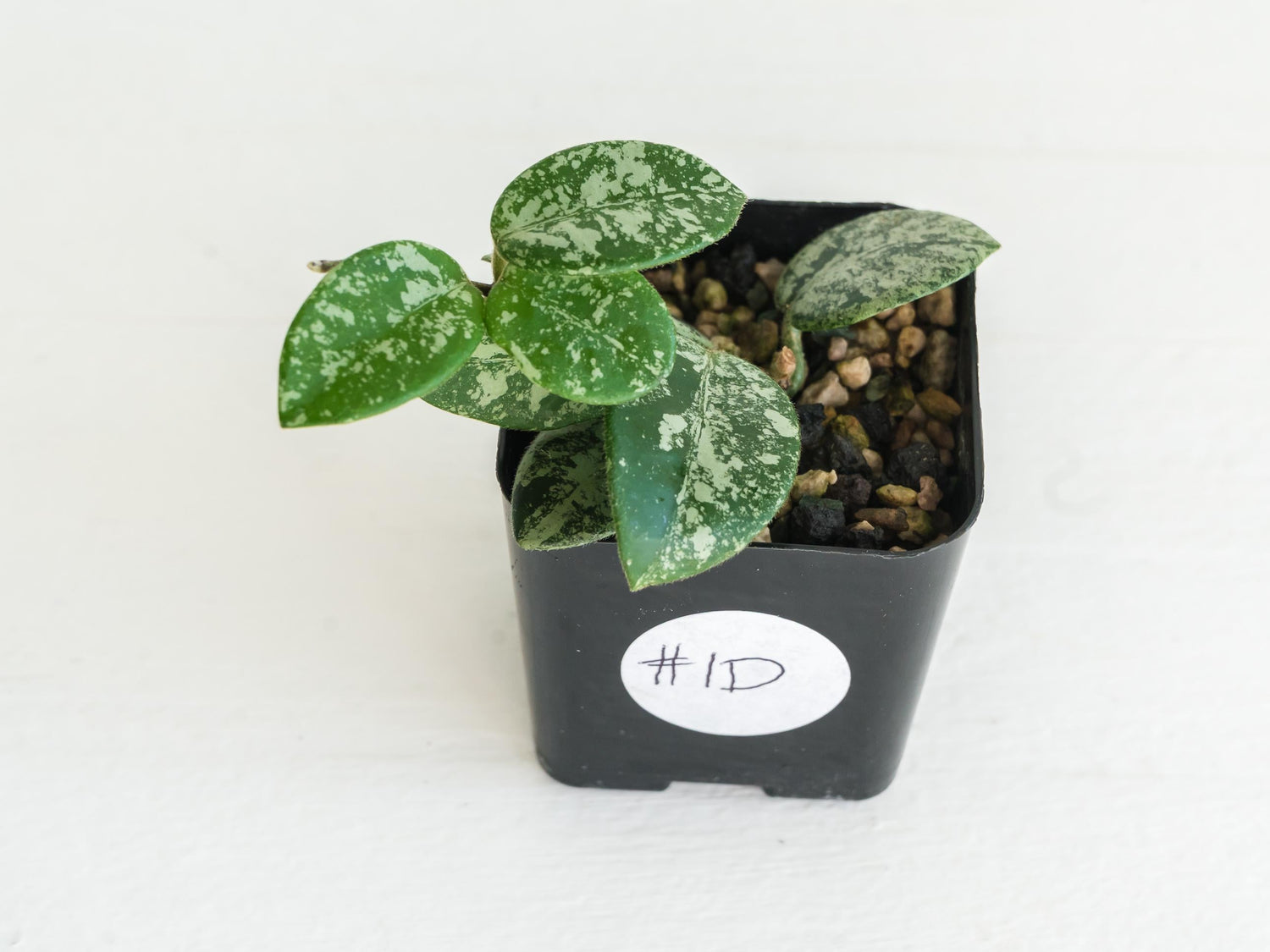 Hoya 'Mathilde' (Splash) | 2-Inch