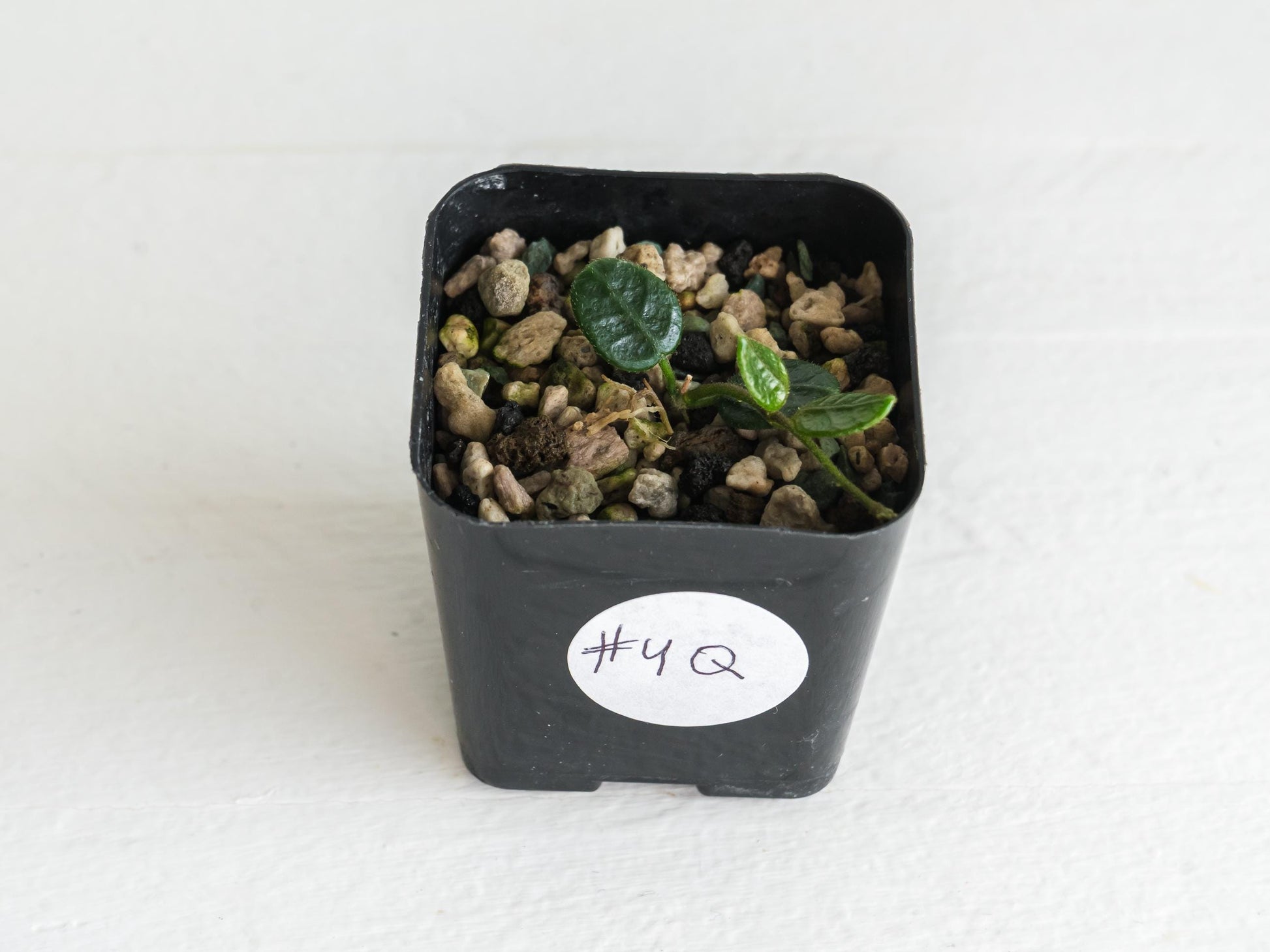 Hoya tengchongensis | 2-Inch