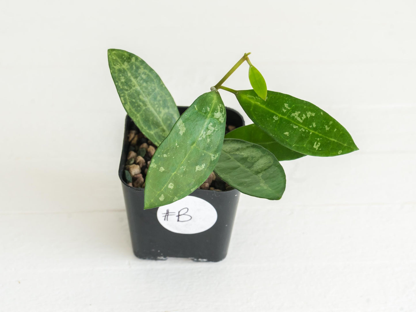 Hoya elliptica (Splash) | 2-Inch