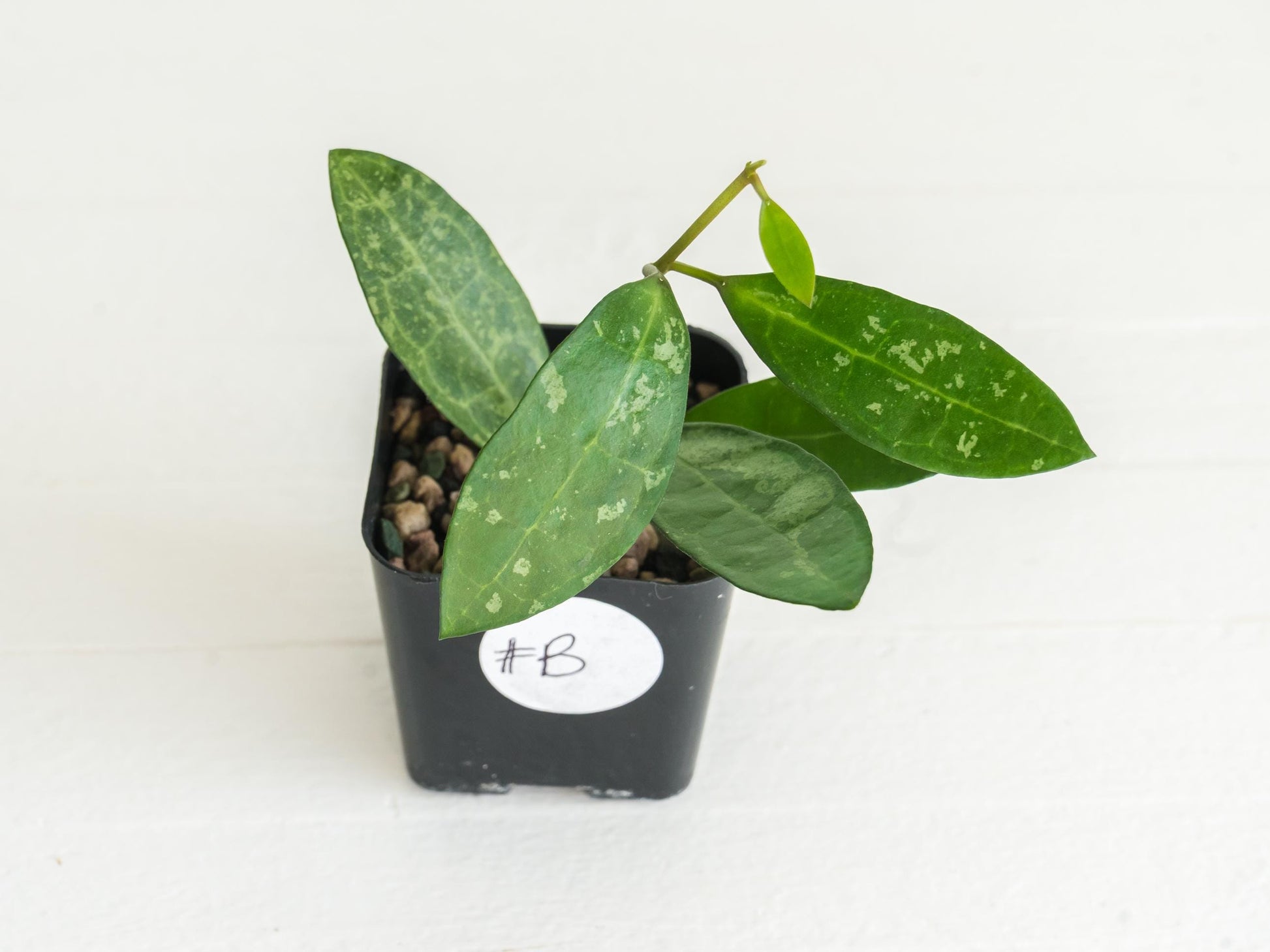 Hoya elliptica (Splash) | 2-Inch