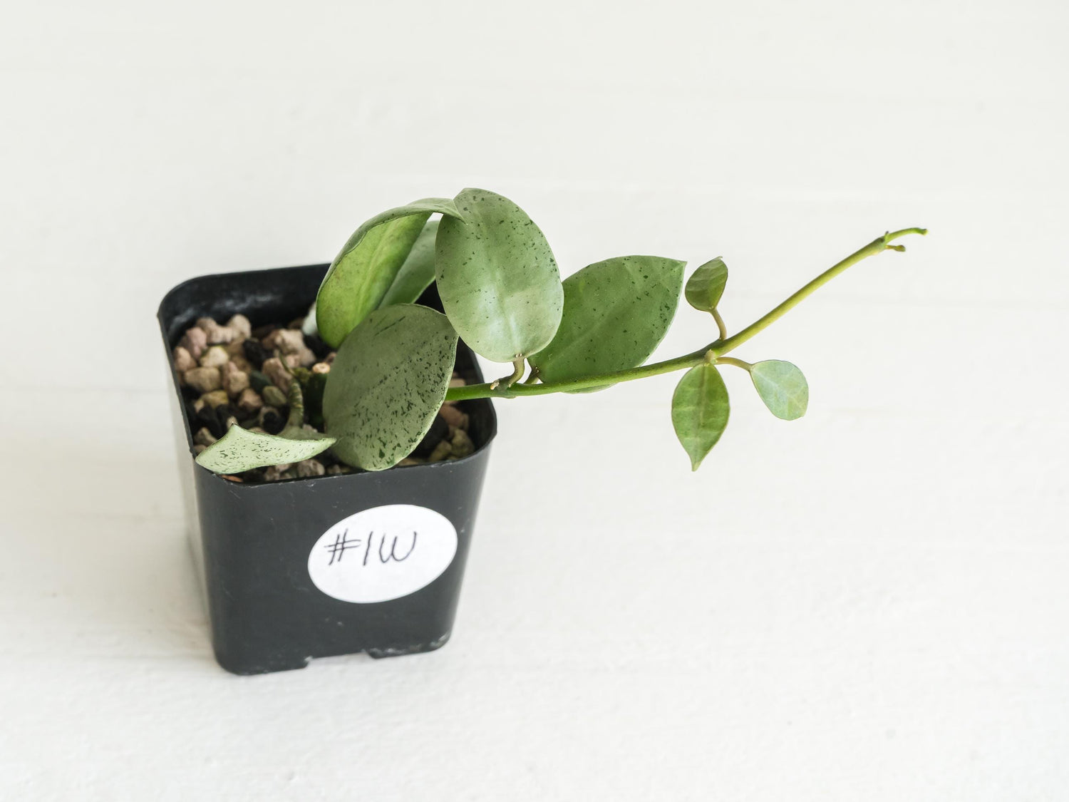 Hoya lacunosa 'Silver Mint Coin' | 2-Inch