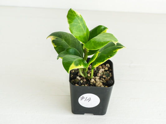 Hoya obscura (Albo | Outer Variegated) | 2-Inch