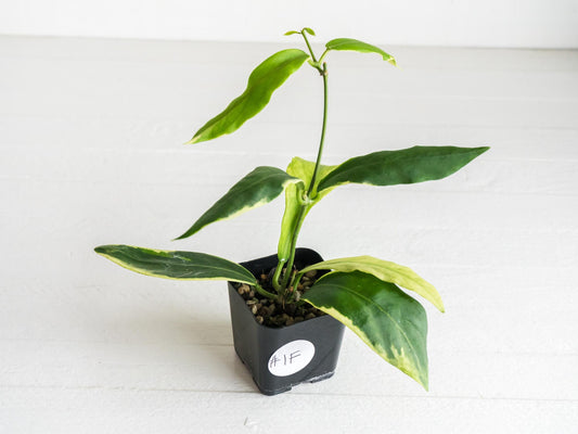 Hoya pimenteliana (Albo / Outer Variegated) | 2-Inch