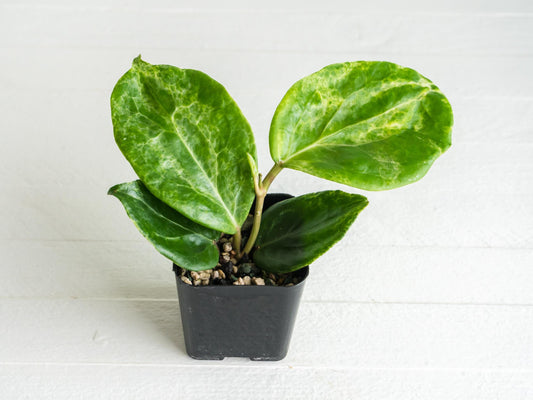 Hoya 'Candy' | 2-Inch