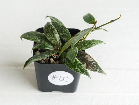 Hoya lacunosa 'Laos Full Splash' | 2-Inch