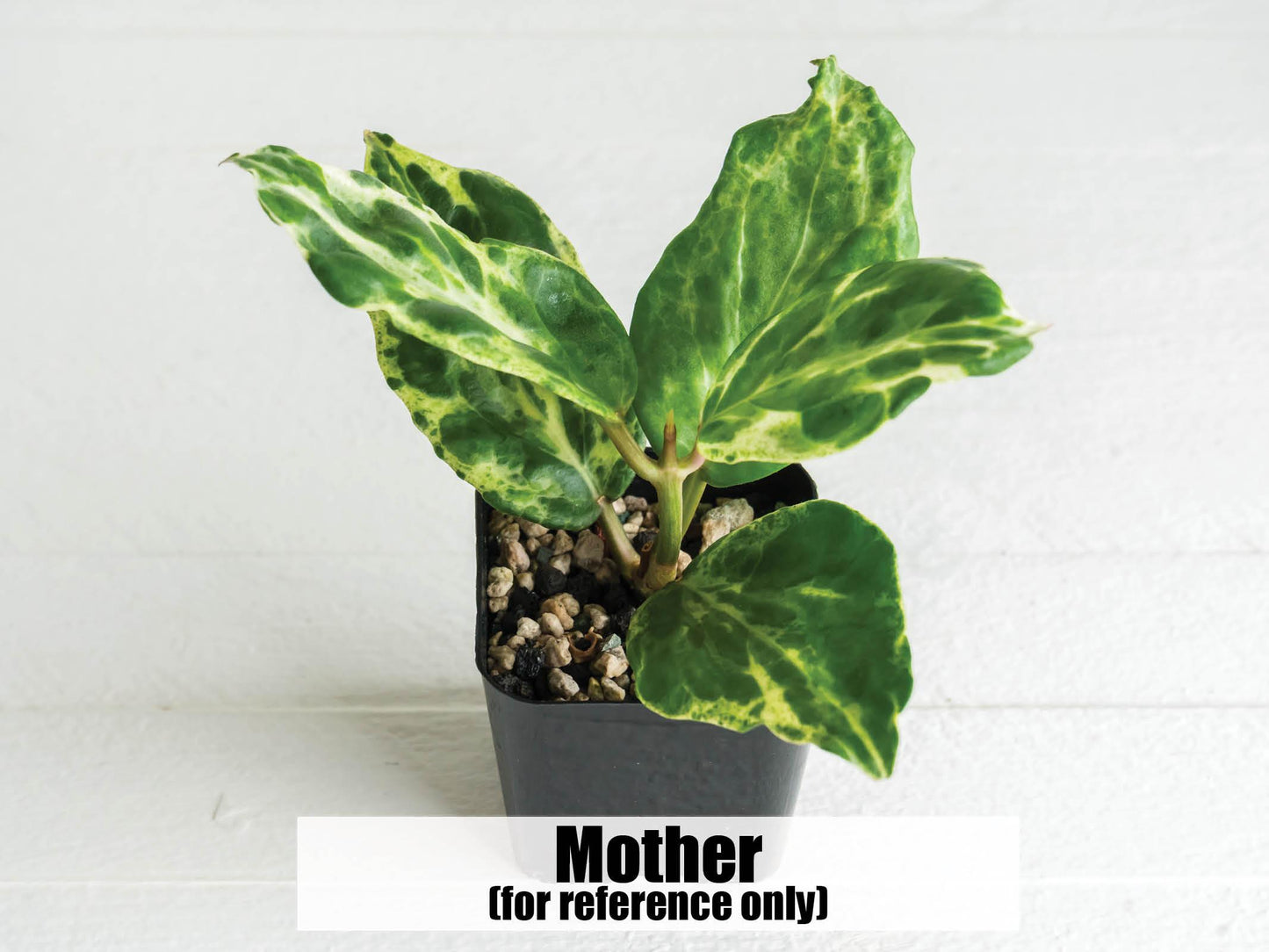 Hoya 'Candy' | 2-Inch