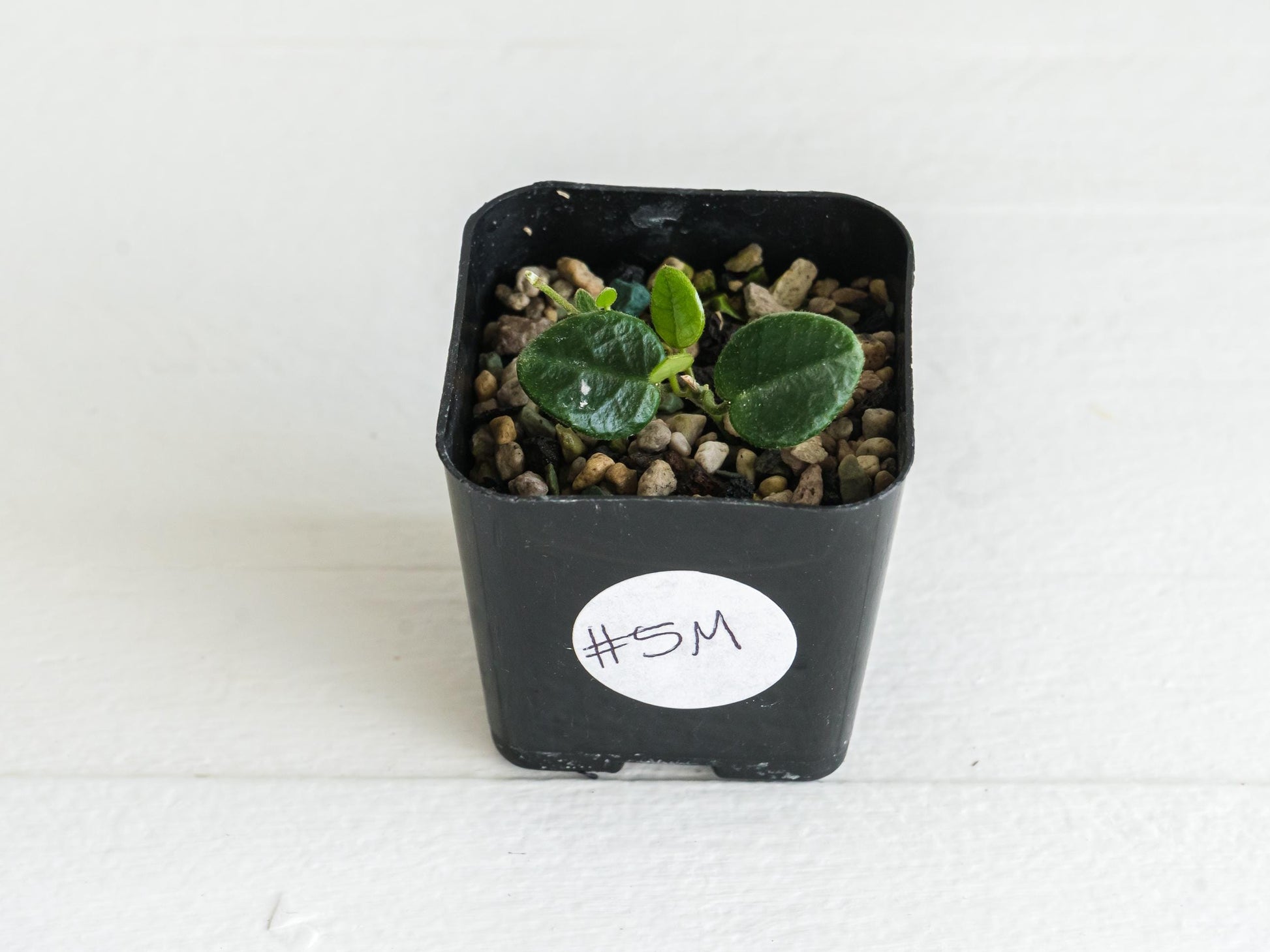 Hoya tengchongensis | 2-Inch