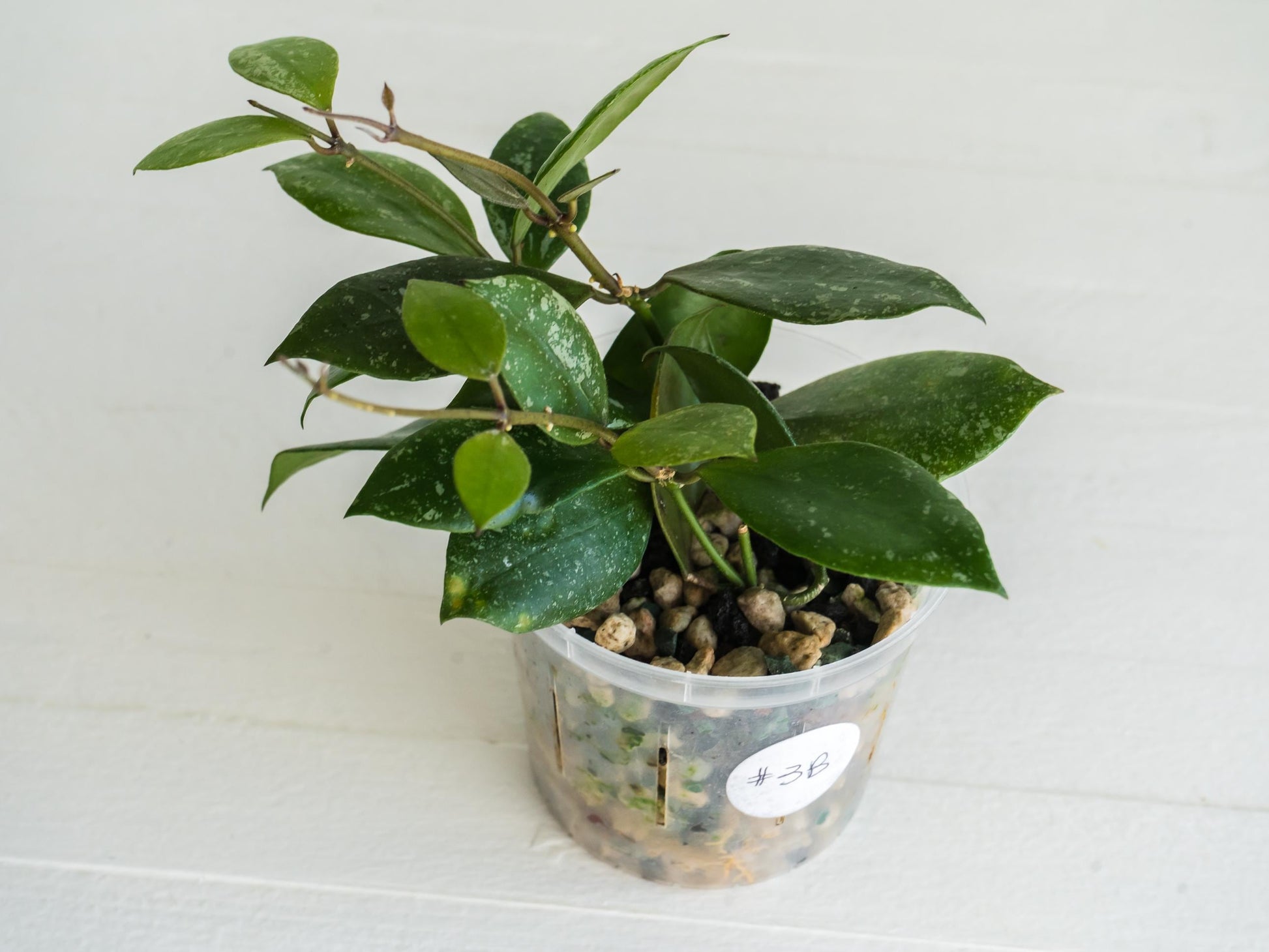 Hoya walliniana (Splash) | 3-Inch