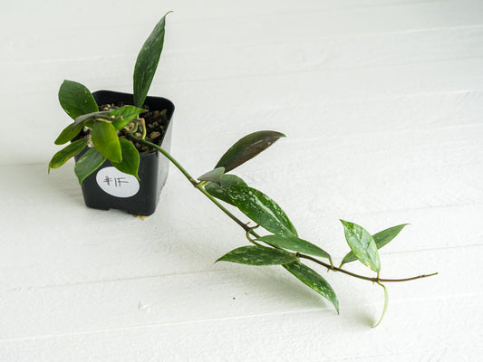 Hoya 'Rebecca' (Splash) | 2-Inch