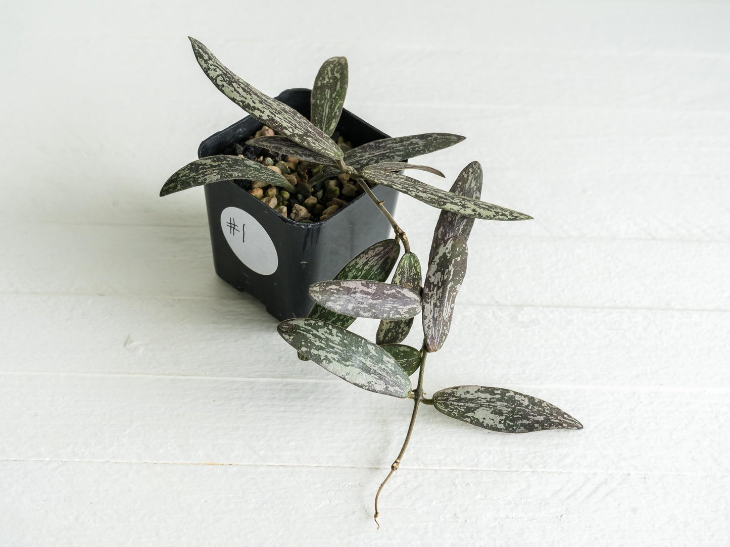 Hoya sigillatis | 2-Inch