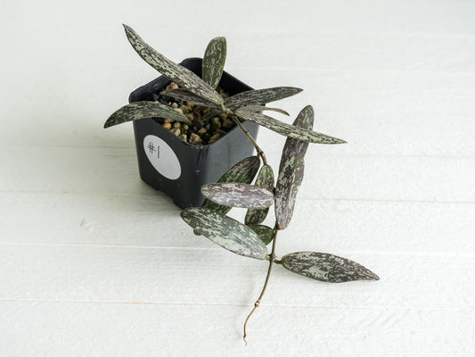 Hoya sigillatis | 2-Inch