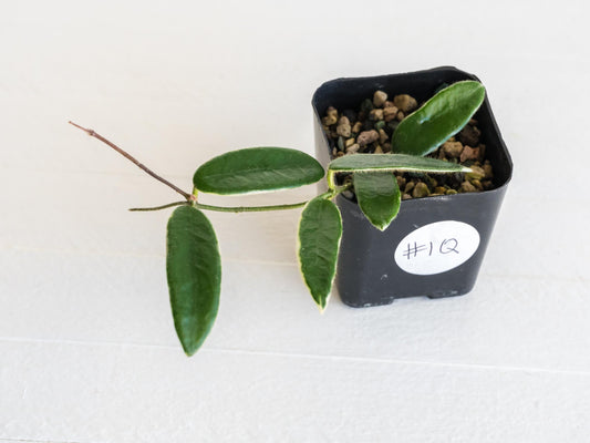 Hoya lyi 'Prism' (Pink Flower) | 2-Inch