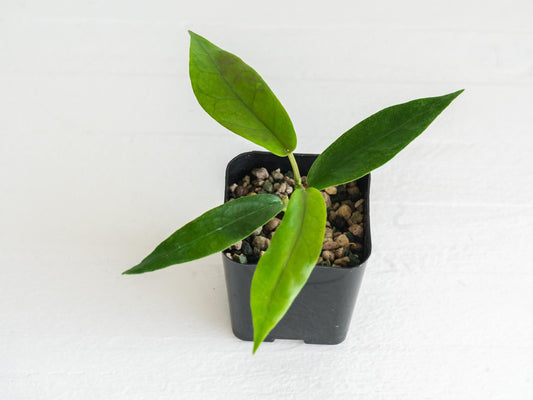 Hoya archboldiana (Albo - Outer Variegated) | 2-Inch