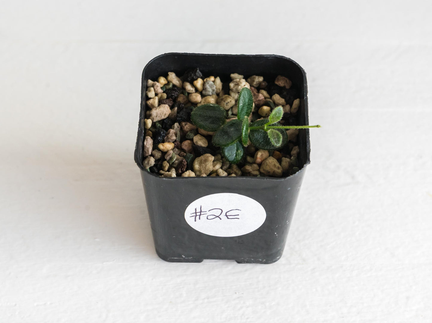 Hoya tengchongensis | 2-Inch