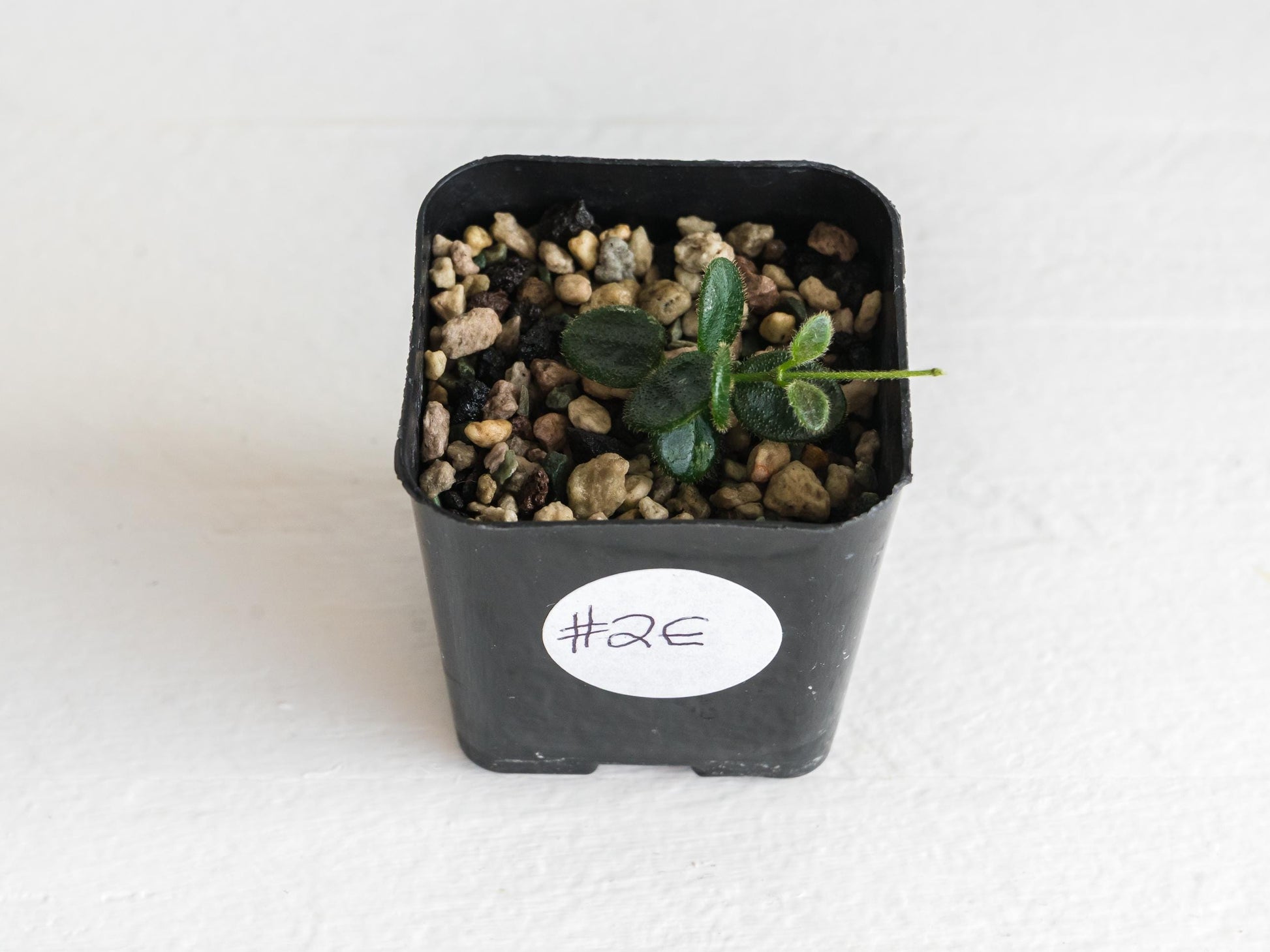 Hoya tengchongensis | 2-Inch