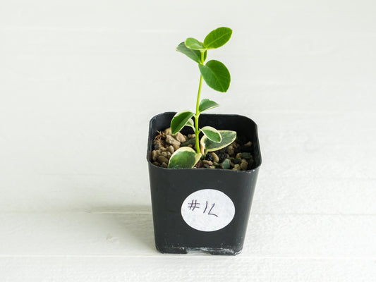 Hoya cumingiana (Albo | Outer Variegated) | 2-Inch