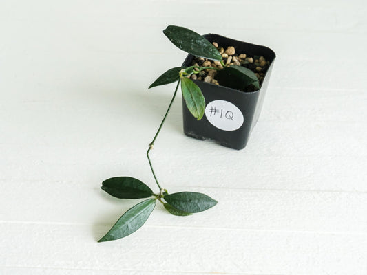 Dischidia GPS-88 | 2-Inch FKA as a Hoya