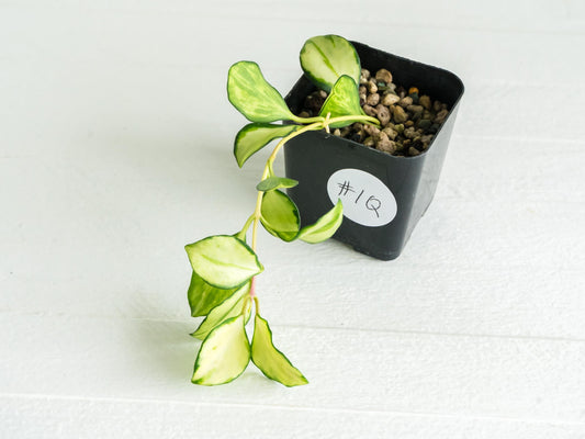 Hoya heuschkeliana (Inner Variegated)| 2-Inch
