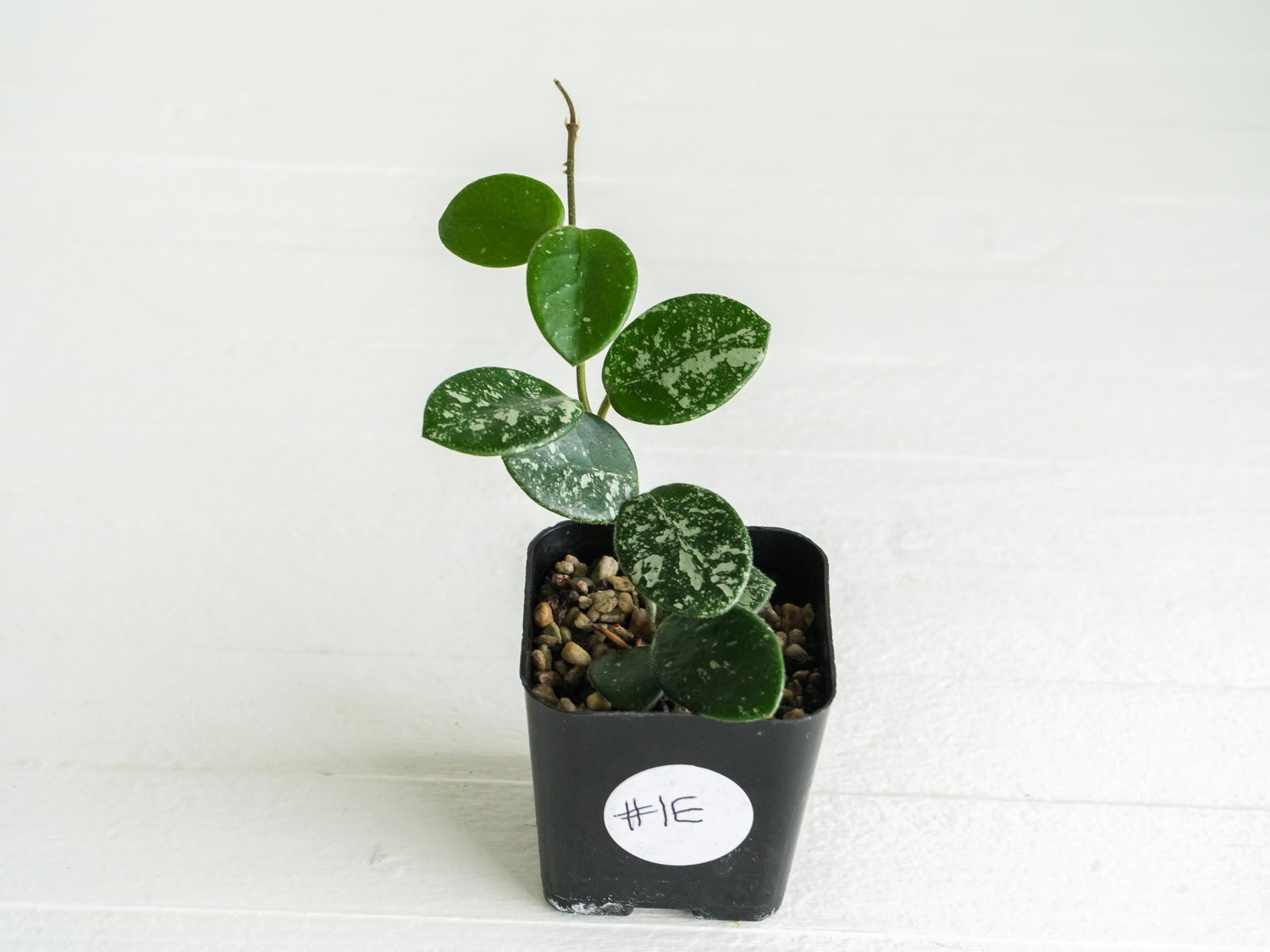 Hoya 'Mathilde' (Splash) | 2-Inch