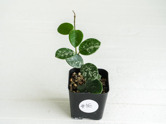 Hoya 'Mathilde' (Splash) | 2-Inch