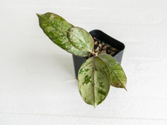 Hoya gunung gading 'Ghost' (Silver) | 2-Inch