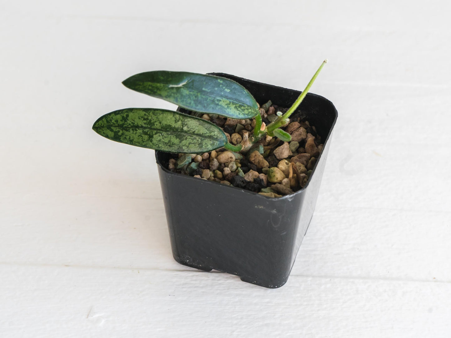 Hoya lyi (Splash) | 2-Inch