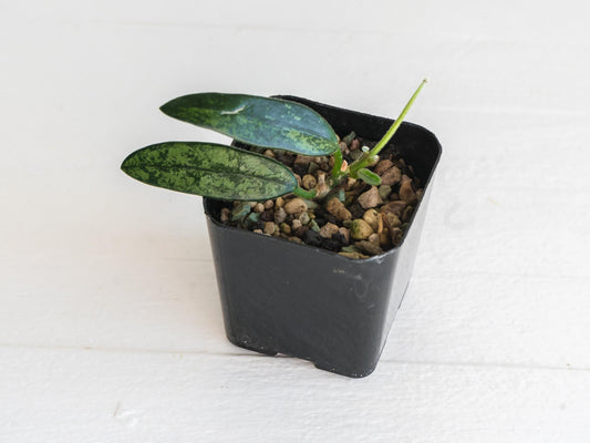 Hoya lyi (Splash) | 2-Inch
