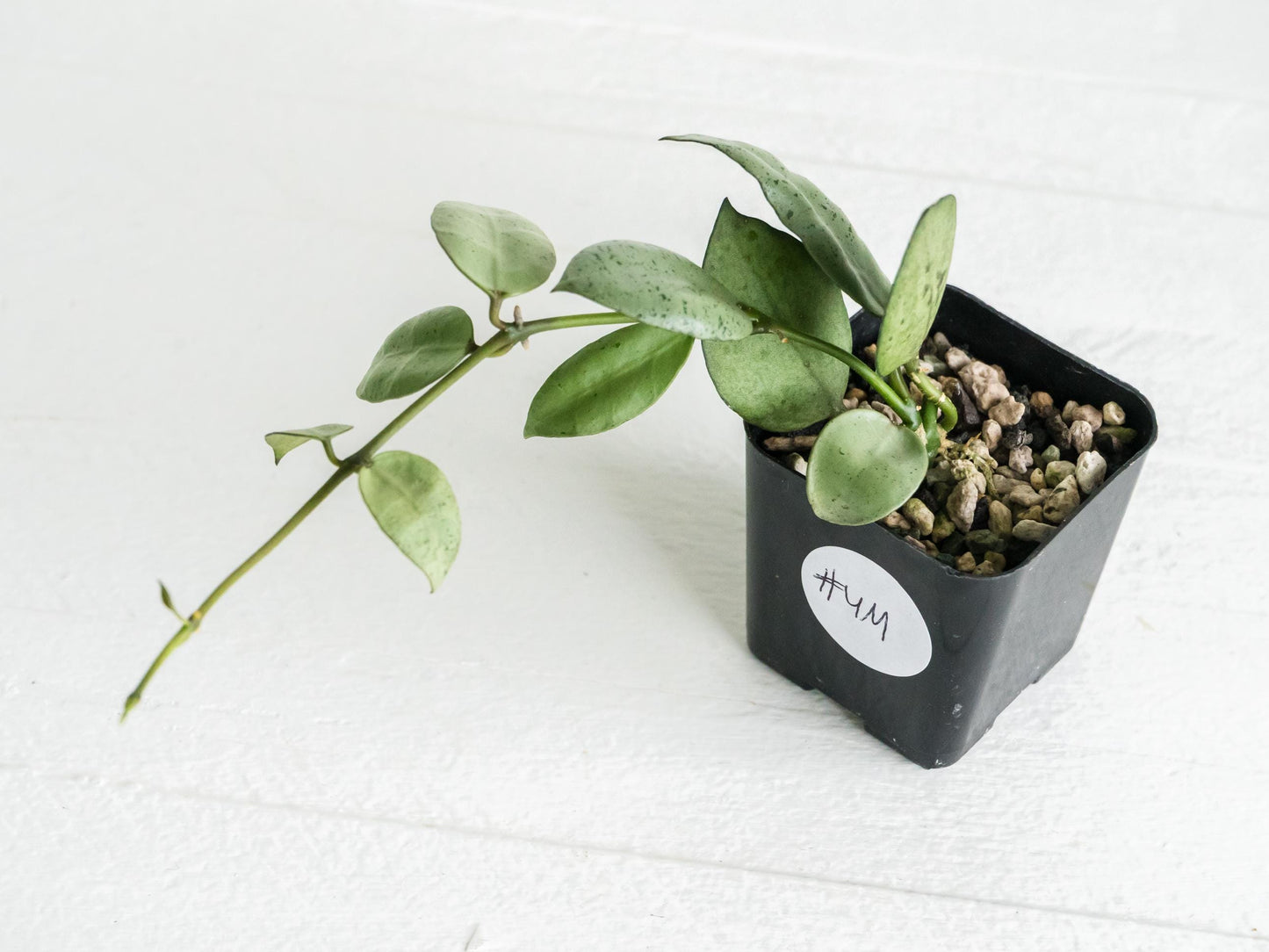 Hoya lacunosa 'Silver Mint Coin' | 2-Inch