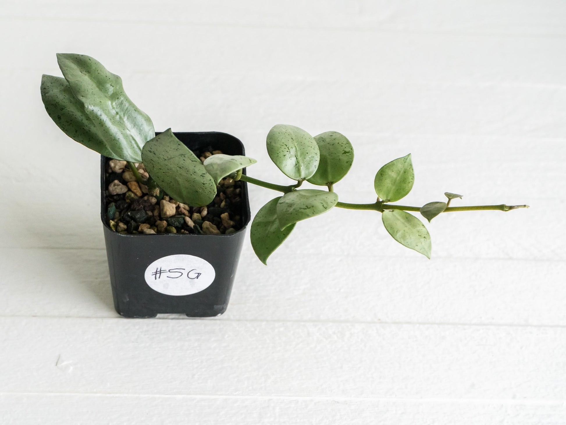 Hoya lacunosa 'Silver Mint Coin' | 2-Inch