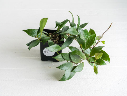 Hoya 'Rebecca' | 2-Inch