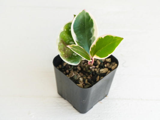 Hoya carnosa 'Tricolor' KRIMSON QUEEN | 2-Inch