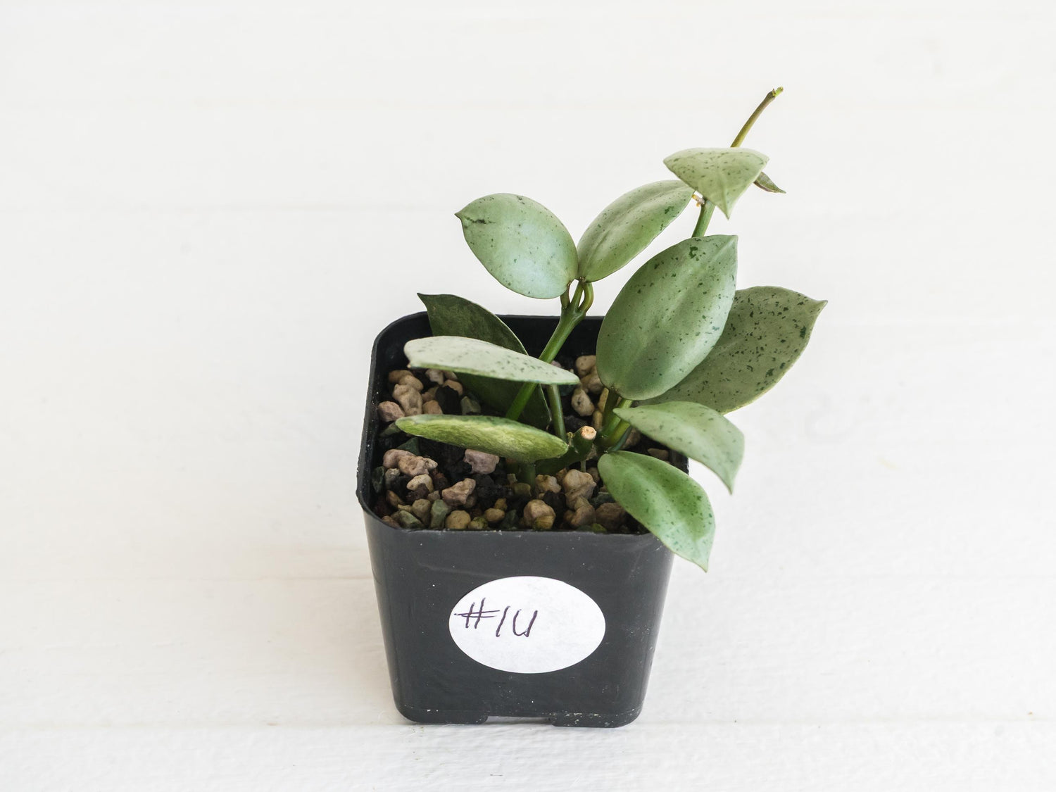 Hoya lacunosa 'Silver Mint Coin' | 2-Inch