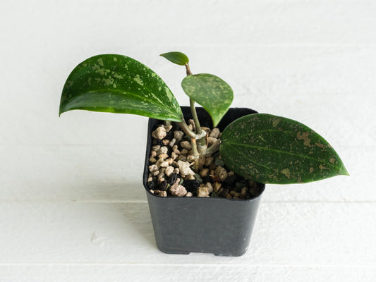 Hoya 'Neon Pink' (DMW-001-N) [verticillata (fka. wibergiae) x unknown] | 2-Inch