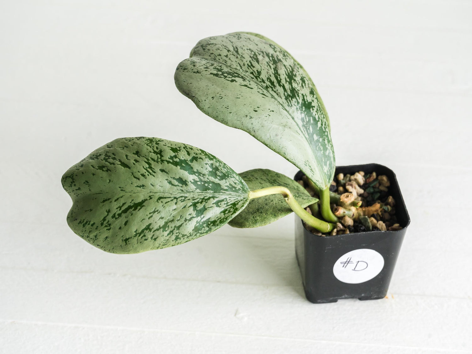 Hoya chiang dao (Silver) | 2-Inch