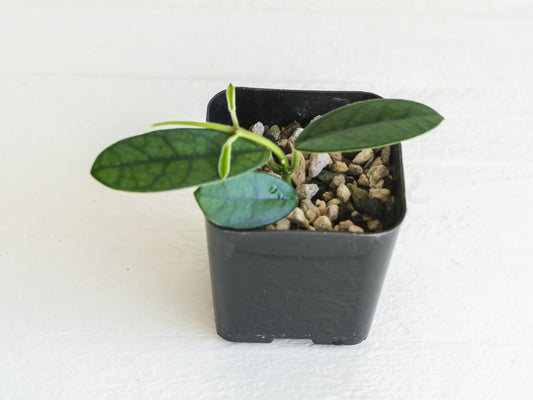 Hoya sichuanensis / lyi NOID | 2-Inch