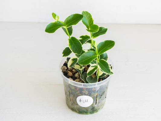 Hoya cumingiana (Albo | Outer Variegated) | 3-Inch