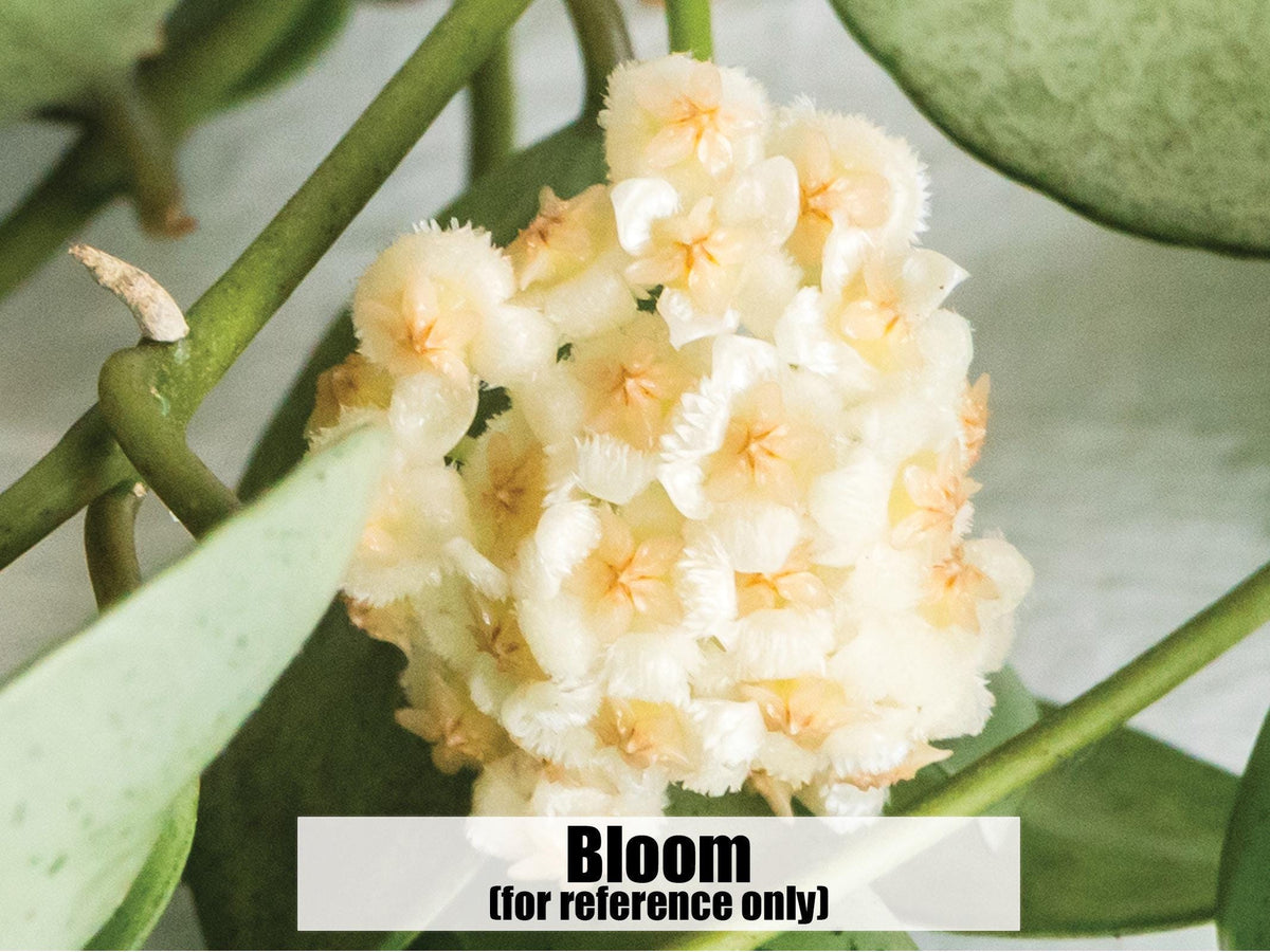 Hoya lacunosa 'Silver Mint Coin'