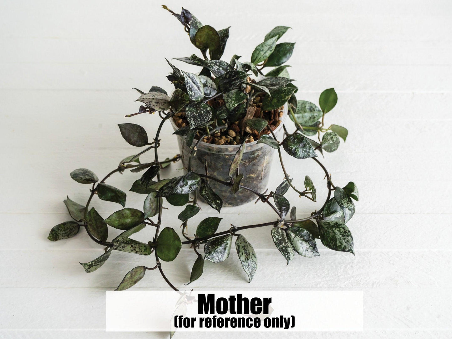 Hoya krohniana 'Super Silver Black' | 2-Inch