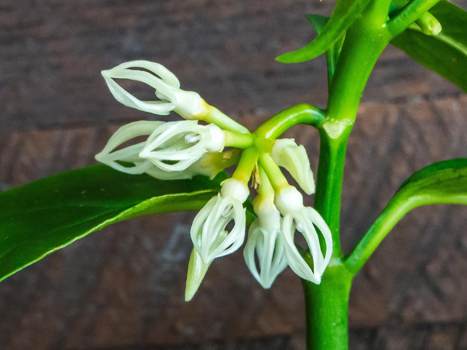 Hoya decipulae | 2-Inch