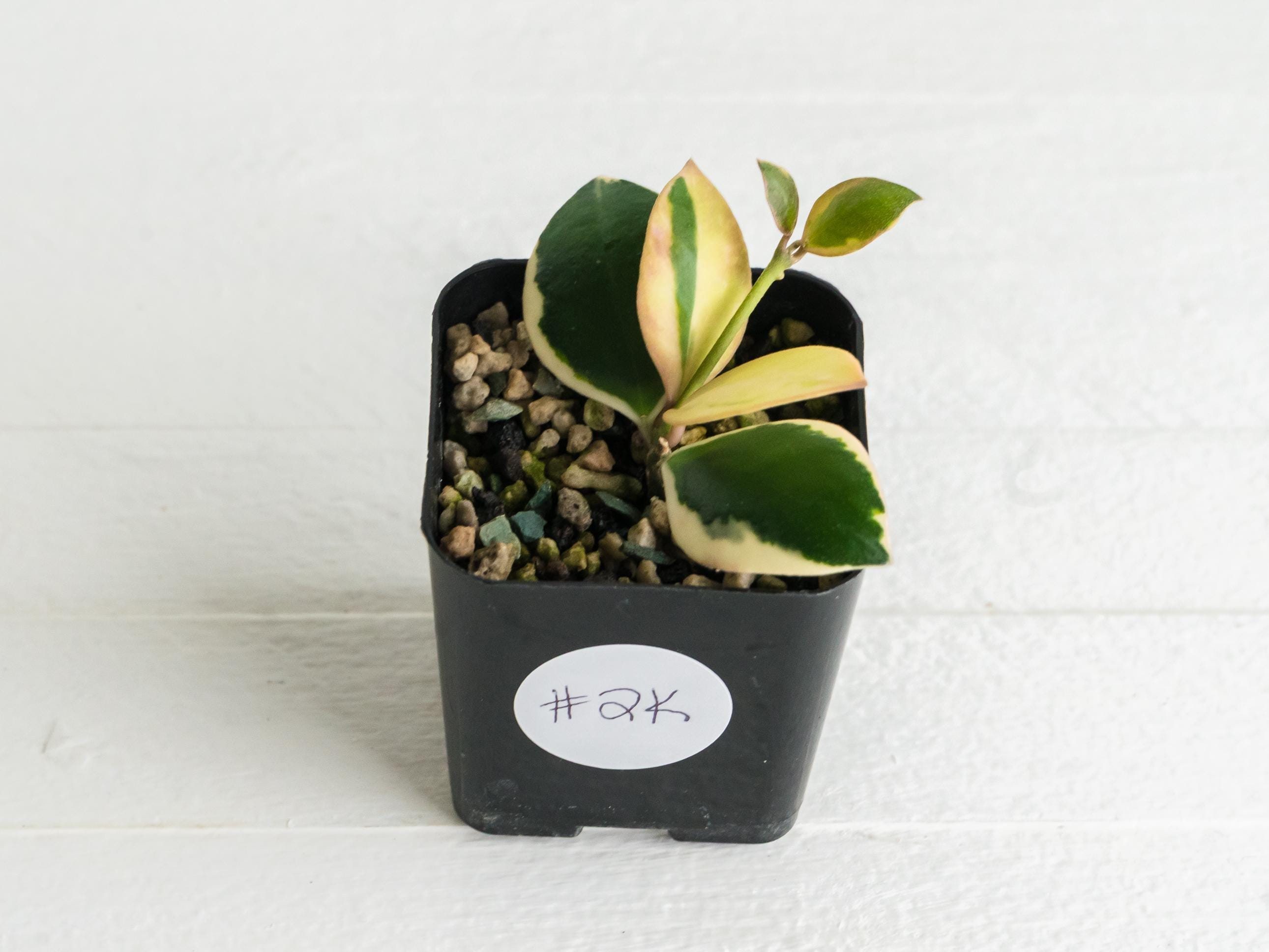 Hoya incurvula (Outer Variegated) Rooted Plant for Sale – Hoya