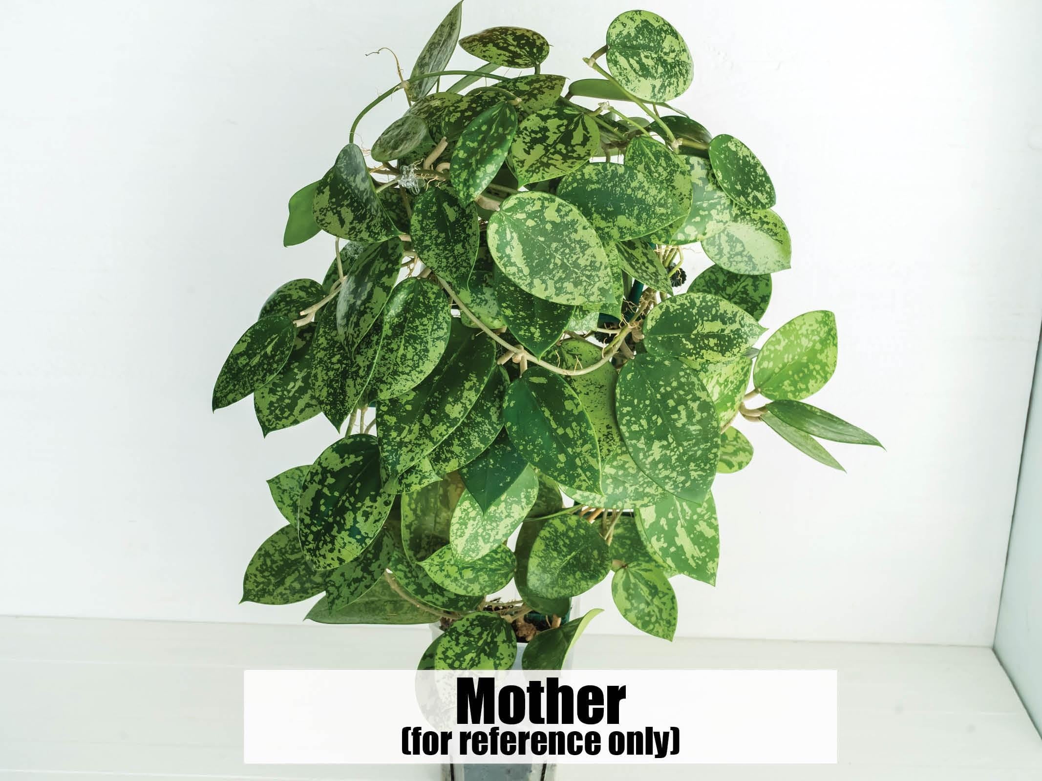 Hoya verticillata (EPC-997) | 2-Inch – Hoya Treasures