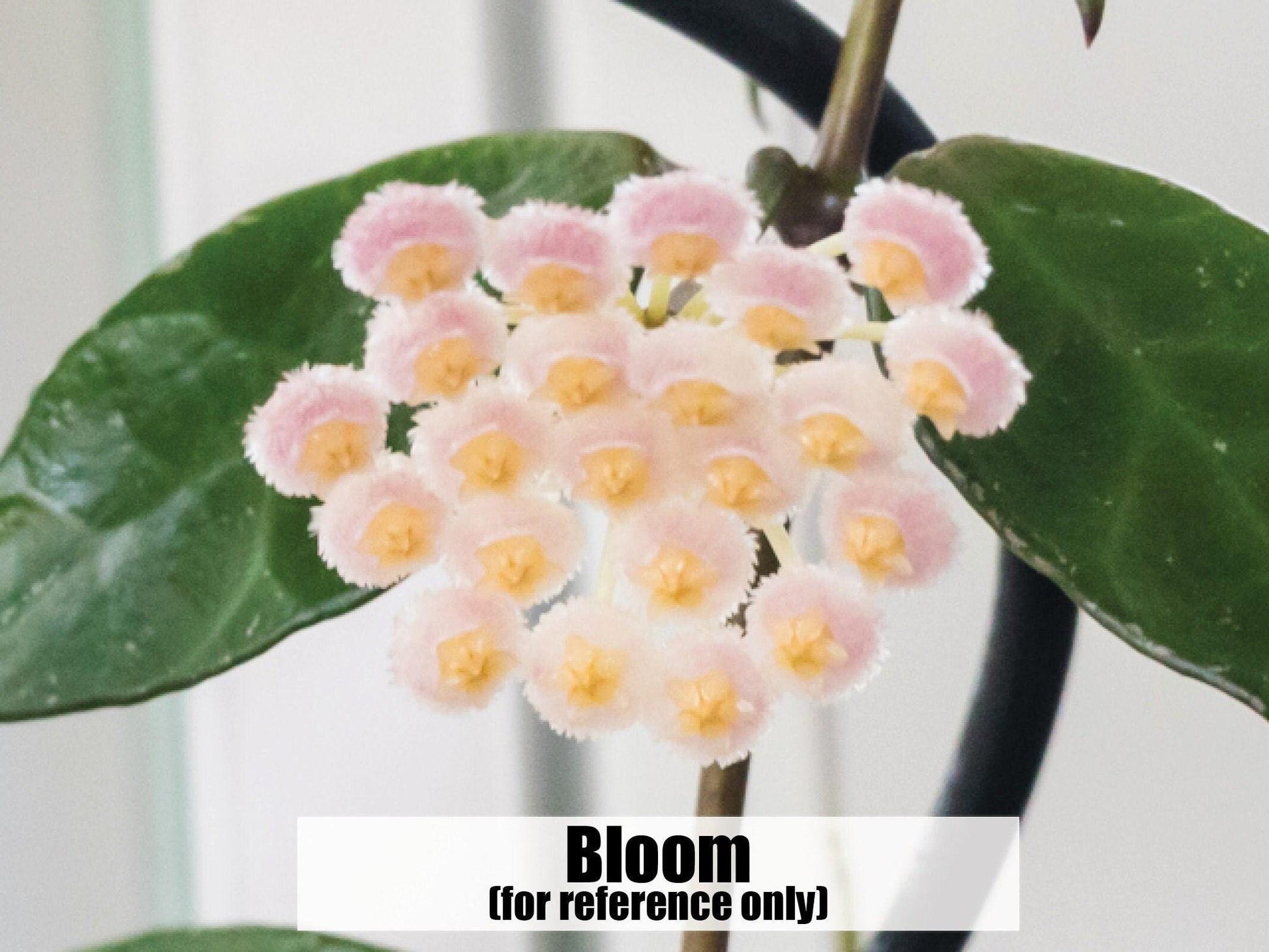 Hoya 'Rebecca' | 2-Inch