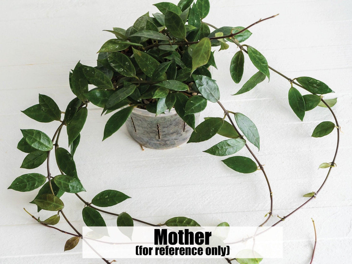 Hoya 'Rebecca' | 2-Inch