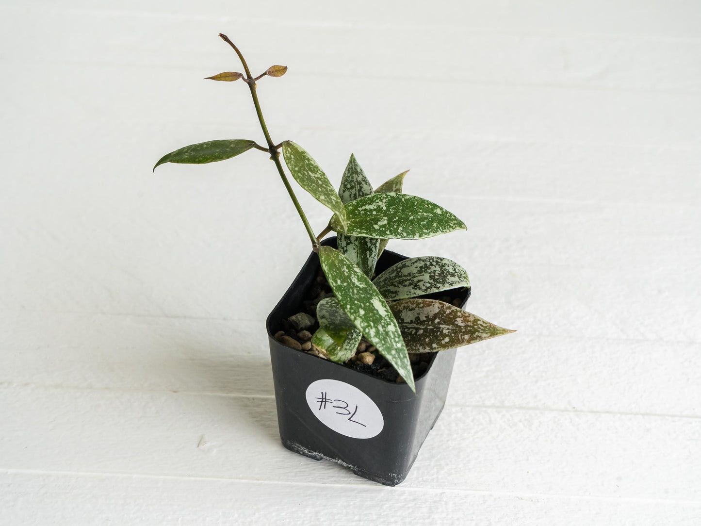 Hoya lacunosa 'Laos Full Splash' | 2-Inch
