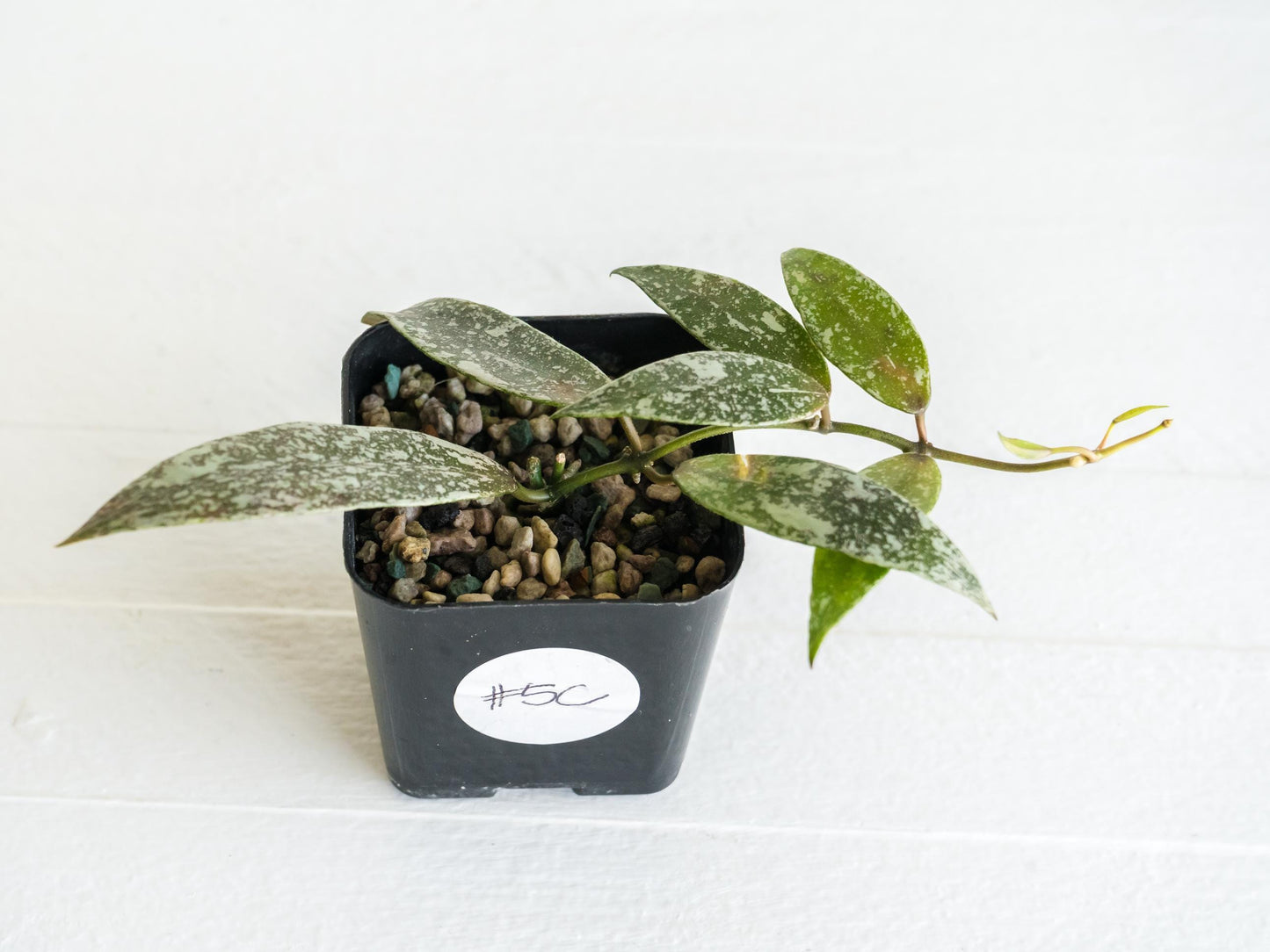 Hoya lacunosa 'Laos Full Splash' | 2-Inch